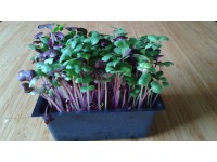 Daikon radish organic microgreens, small tray