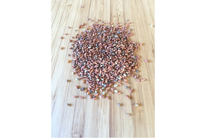 Radish, Daikon organic seeds
