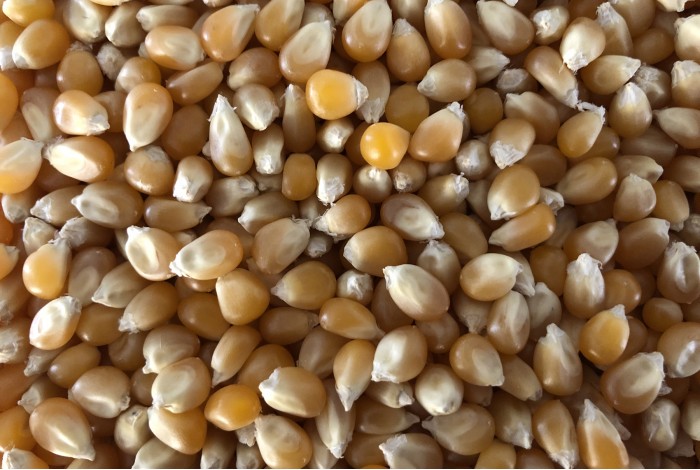 Organic corn seeds for sprouting