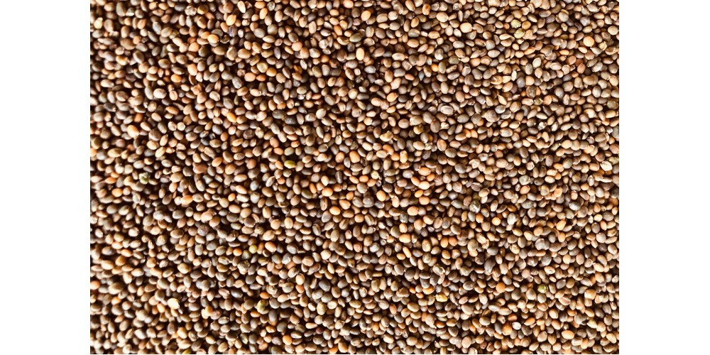 Aragula organic seeds