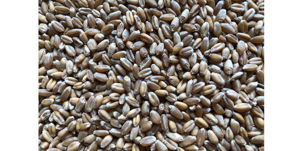 Wheat organic seeds