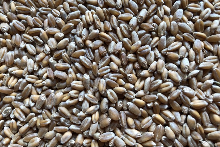 Wheat organic seeds