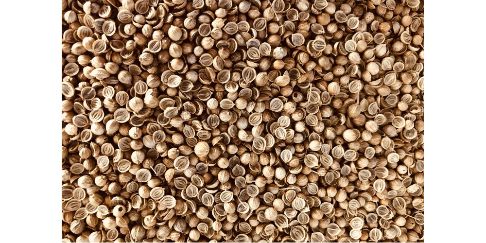 Cilantro organic seeds