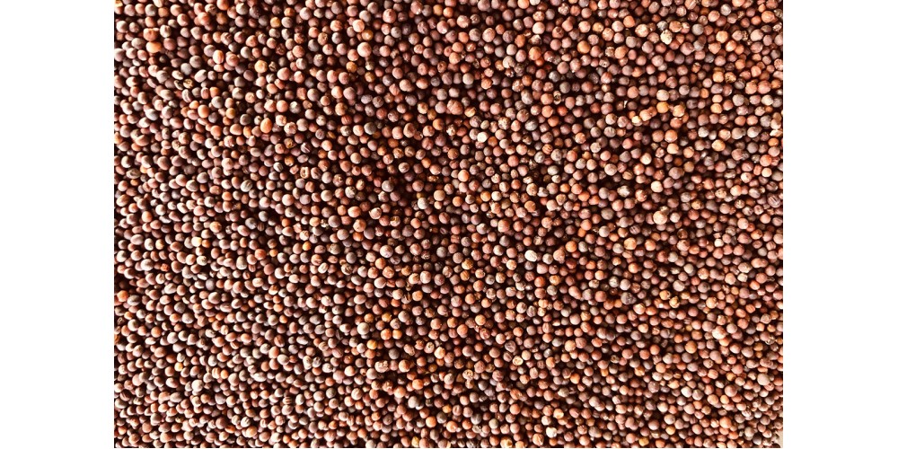 Tatsoi organic seeds