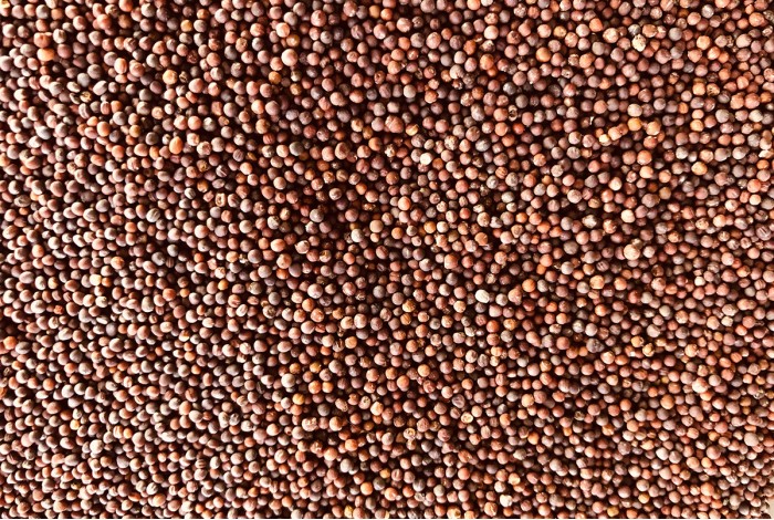Tatsoi organic seeds