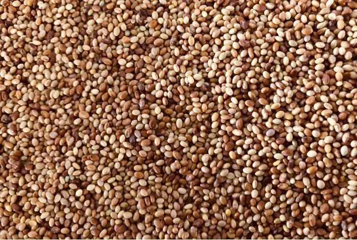 Organic clover seeds for sprouts