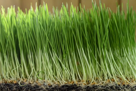 Micro légumes bio Graine d'herbe de blé 250 grammes